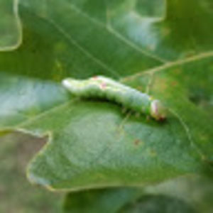 Meet your Posher, Tyler akers